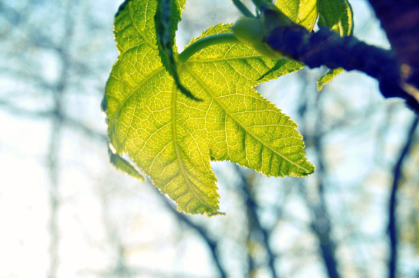 手机号在线轰炸